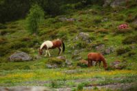 2015-07-03_Sonnjoch (458).JPG